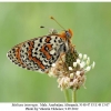 melitaea interrupta male2